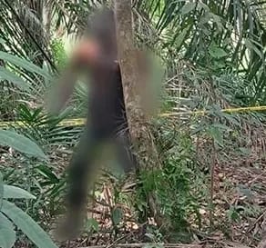 Heboh Penemuan Mayat Tergantung di Pohon Karet di Tanah Putih Rohil