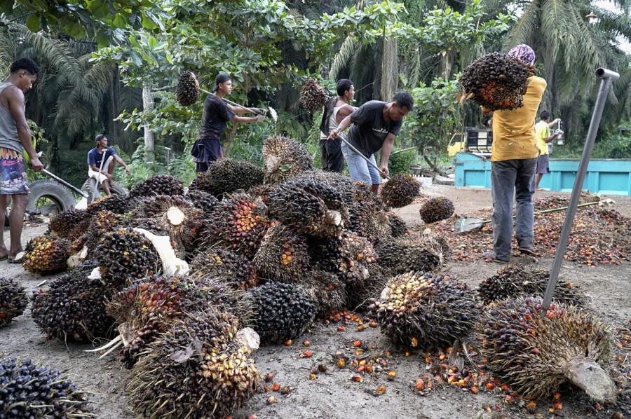 Harga Sawit Swadaya Riau Naik Awal April, TBS Tembus Rp3.900 per Kg