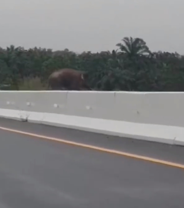 Viral Seekor Gajah Menyeberang di Tol Pekanbaru -Dumai, BBKSDA: Itu Getar