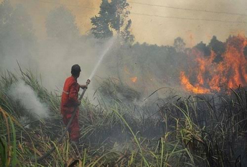 Riau Paling Banyak Titik Panas di Sumatera, BMKG Waspadai Ancaman Karhutla