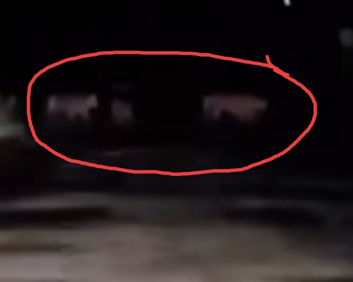Viral Video Penampakan Kawanan Harimau Sumatera di Pelalawan