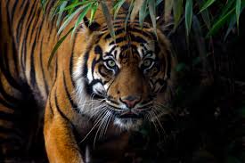 Harimau Sumatera Teror Desa Griya Mukti Jaya, 5 Ternak Warga Jadi Korban