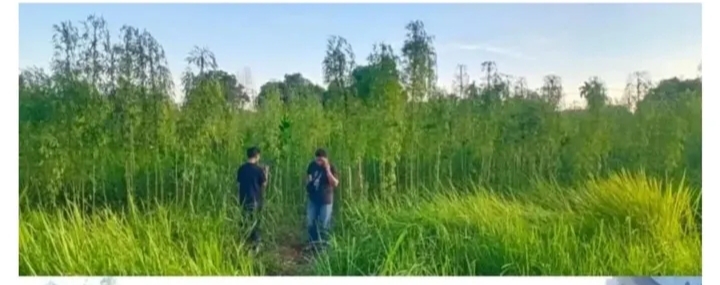 Ratusan Tanaman Mirip Ganja Ditemukan di Pekanbaru, Ini Kata Polisi