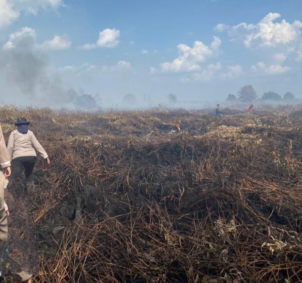 BMKG Pekanbaru Deteksi 174 Titik Panas di Sumatera, 38 Ada di Riau