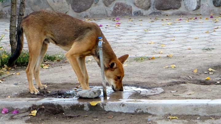 Usai Pesta Daging Anjing 27 Warga Sumatera Utara Keracunan