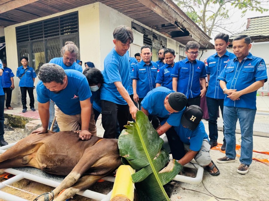 Idul Adha 1447 H, DPC Demokrat Pekanbaru Sembelih 85 Ekor Sapi dan 4 Ekor Kambing