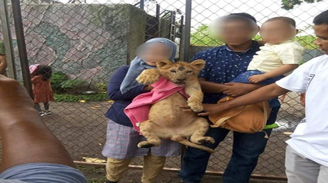 Tuai Kecaman, Bayi Singa di Kebun Binatang Kasang Kulim Digendong Pengunjung Untuk Selfie