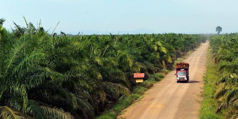 PT EDI Pastikan Kewajiban Kebun Plasma di Kota Lama Sudah Tuntas