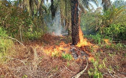 BMKG Deteksi 34 Titik Panas di Sumatera, 12 Berada di Riau