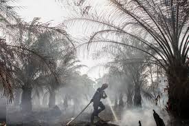 Update Sore: 14 Hotspot Terdeteksi di Sumatera, Riau Dominan