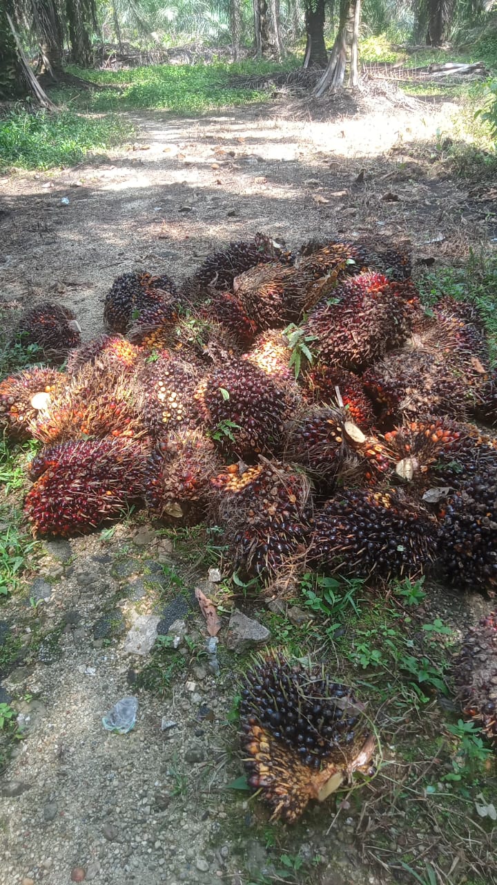 Harga Sawit Mitra Swadaya Riau Turun Lagi, Petani Menjerit!