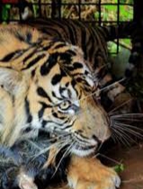 BBKSDA Riau Turunkan Tim ke Lokasi Serangan Harimau di Siak