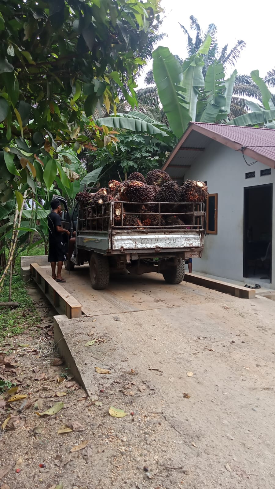 Naik Lagi, Harga TBS Kelapa Sawit Riau  Rp 2.889 Per Kg