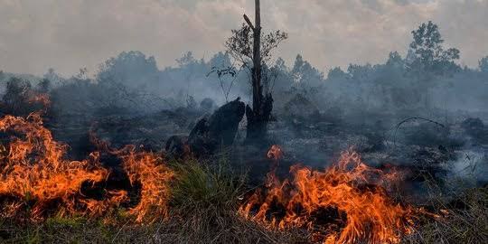 Karhutla Landa 6 Kecamatan, Pemko Pekanbaru Belum Tetapkan Siaga Darurat