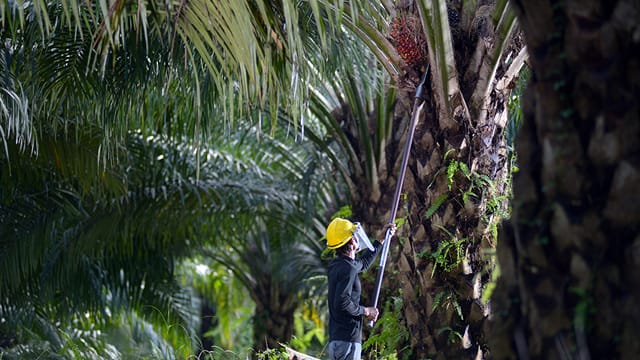 APH Diminta Tindak Oknum Masyarakat Panen Sawit di Zona Merah Hutan Produksi