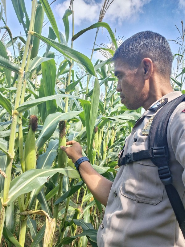 Sinergi Polri dan Petani, Polsek Rupat Kawal Program Ketahanan Pangan