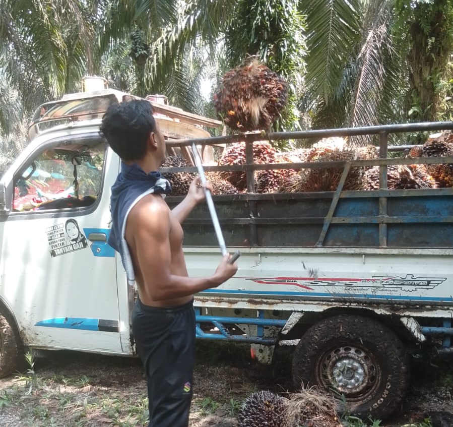 Harga TBS Sawit Swadaya Riau Naik Jadi Rp3.936 per Kg