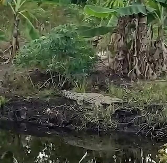 Teror Kawanan Buaya di Desa Kedabu Rapat Bikin Warga Resah