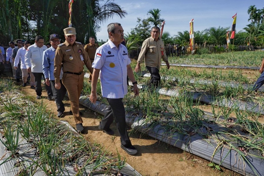 Gubri Syamsuar Panen Raya Bawang Merah Bersama Ribuan Warga Kuansing