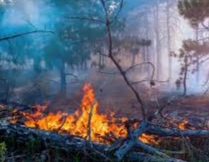 20 Hektar Lahan Bekas Tanaman Industri di Bantan Bengkalis Terbakar