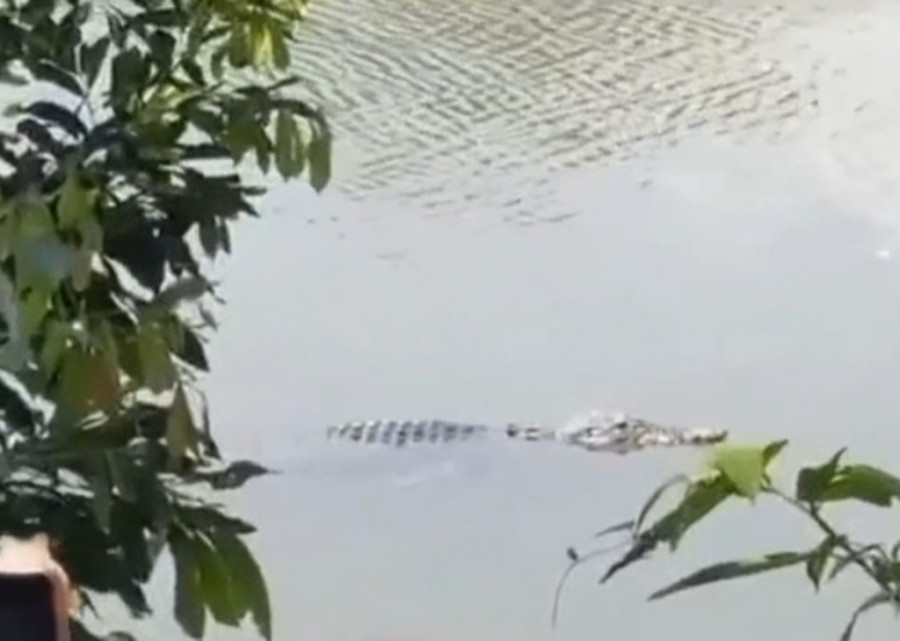 Buaya Senyulong Muncul di Sungai Subayang, BBKSDA Riau Turunkan Tim