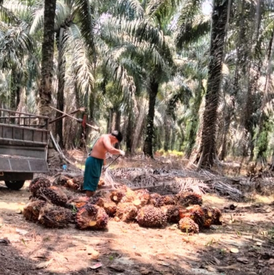 Petani Cuan! Harga Kelapa Sawit Mitra Swadaya di Riau Naik