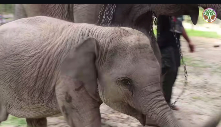 Duka Konservasi Riau Bertambah, Anak Gajah Laila Mati di Usia 1,5 Tahun