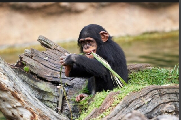Perdagangan Owa Siamang Terbongkar, Satu Pelaku di Pekanbaru Diamankan