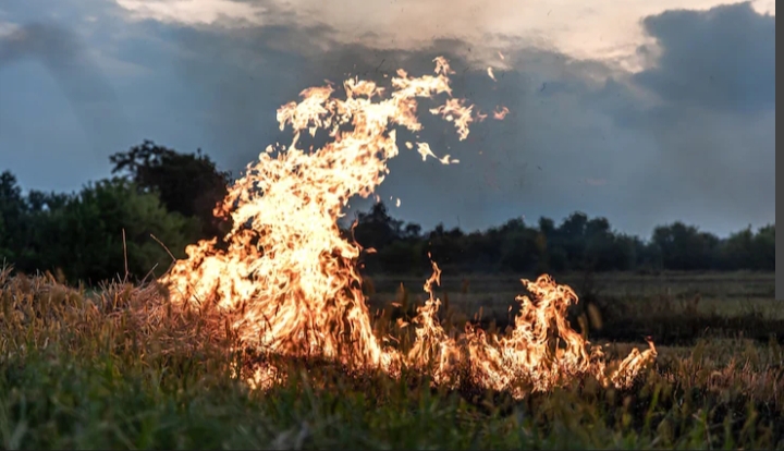 Hotspot di Riau Meningkat, Bengkalis dan Pelalawan Jadi Penyumbang Terbanyak