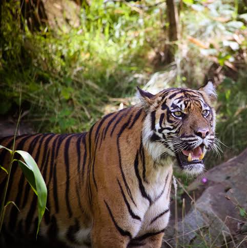 Harimau Sumatera Serang Pekerja di Pelalawan, Korban Alami Luka Serius