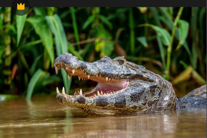 Buaya Muara Terkam Warga di Sungai Sendewo Meranti