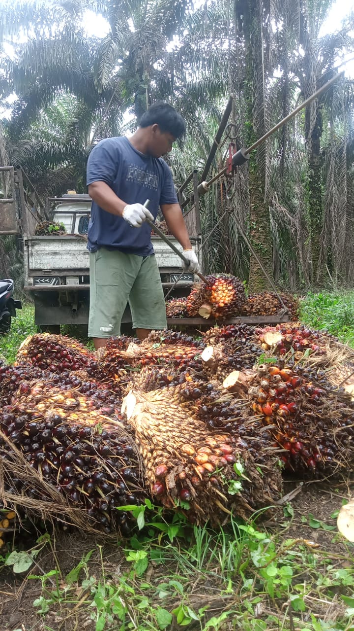 Harga Kelapa Sawit Mitra Swadaya di Riau Turun, Dipatok Rp 3.109 per Kg