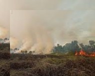 Terbanyak Rohil,  Ada 159 Desa Rawan Karhutla di Riau