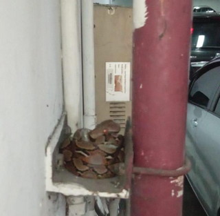 Heboh Video Ular Piton di Basement Gedung 9 Lantai Kantor Gubernur Riau, Biro Umum Beri Penjelasan