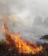 39 Hektar Lahan di Pekanbaru Terbakar, Terbanyak di Bina Widya