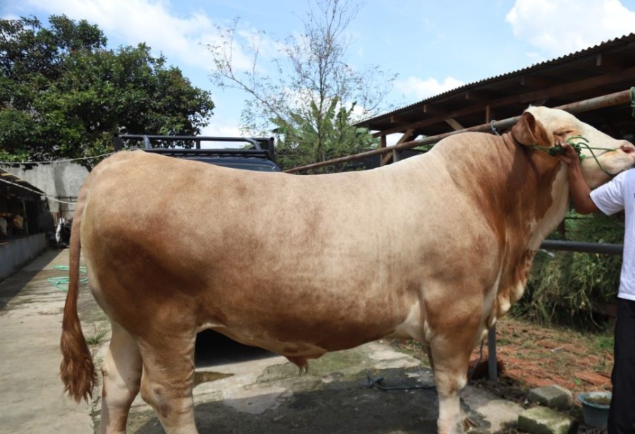 Riau Terima 14 Sapi Kurban Bantuan Presiden untuk Iduladha 1447 H