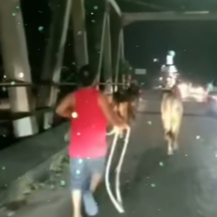 Viral! 7 Ekor Sapi Kurban Kabur Berkeliaran di Jalan Imam Munandar