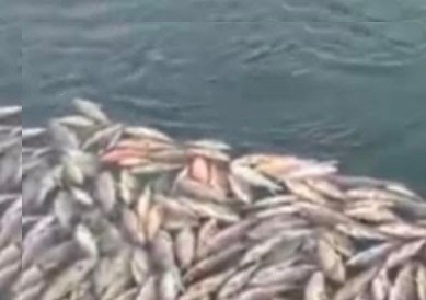 Ratusan Ton Ikan Mas di PLTA Koto Panjang Mati