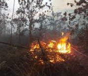 Meski Diguyur Hujan, Dua Wilayah di Riau Masih Dilanda Karhutla