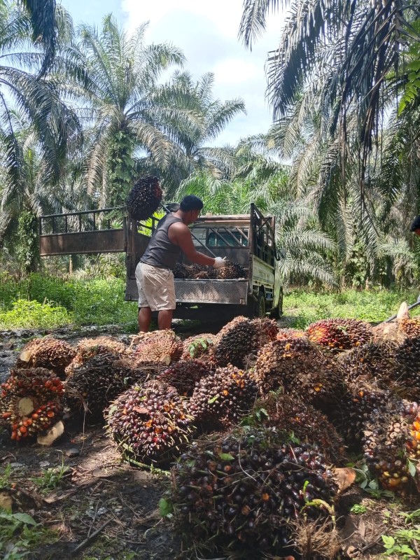 Harga Sawit Swadaya Riau Periode 1-7 Juli Naik, Tembus Rp3.781/Kg