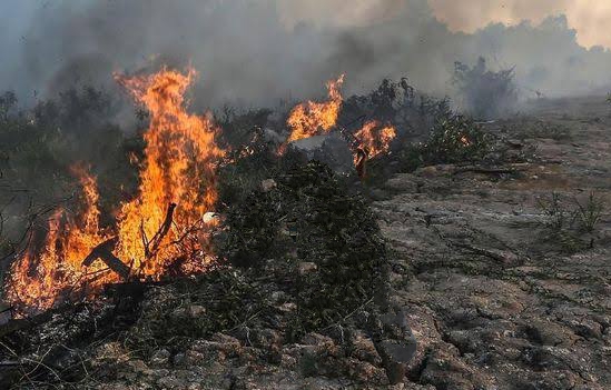 Tiga Kecamatan di Pekanbaru Rawan Karhutla, Warga Diminta Waspada