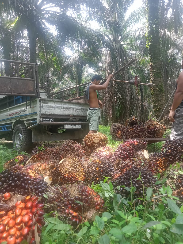 Naik Lagi! Berikut Harga Kelapa Sawit Mitra Swadaya di Riau Pekan Ini