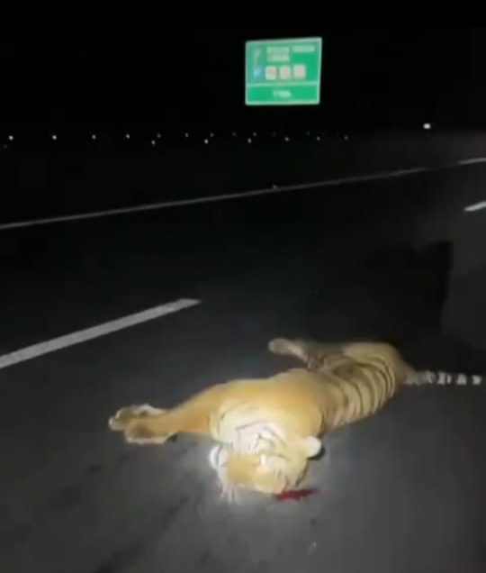 Beredar Video Seekor Harimau Mati Tertabrak di Tol, PT HK Beri Klarifikasi