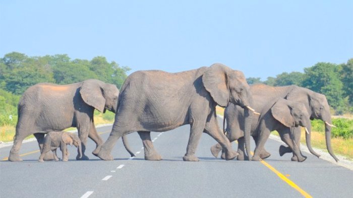 Ini Strategi KLKH Cegah Gajah Lintasi Jalur Tol Permai