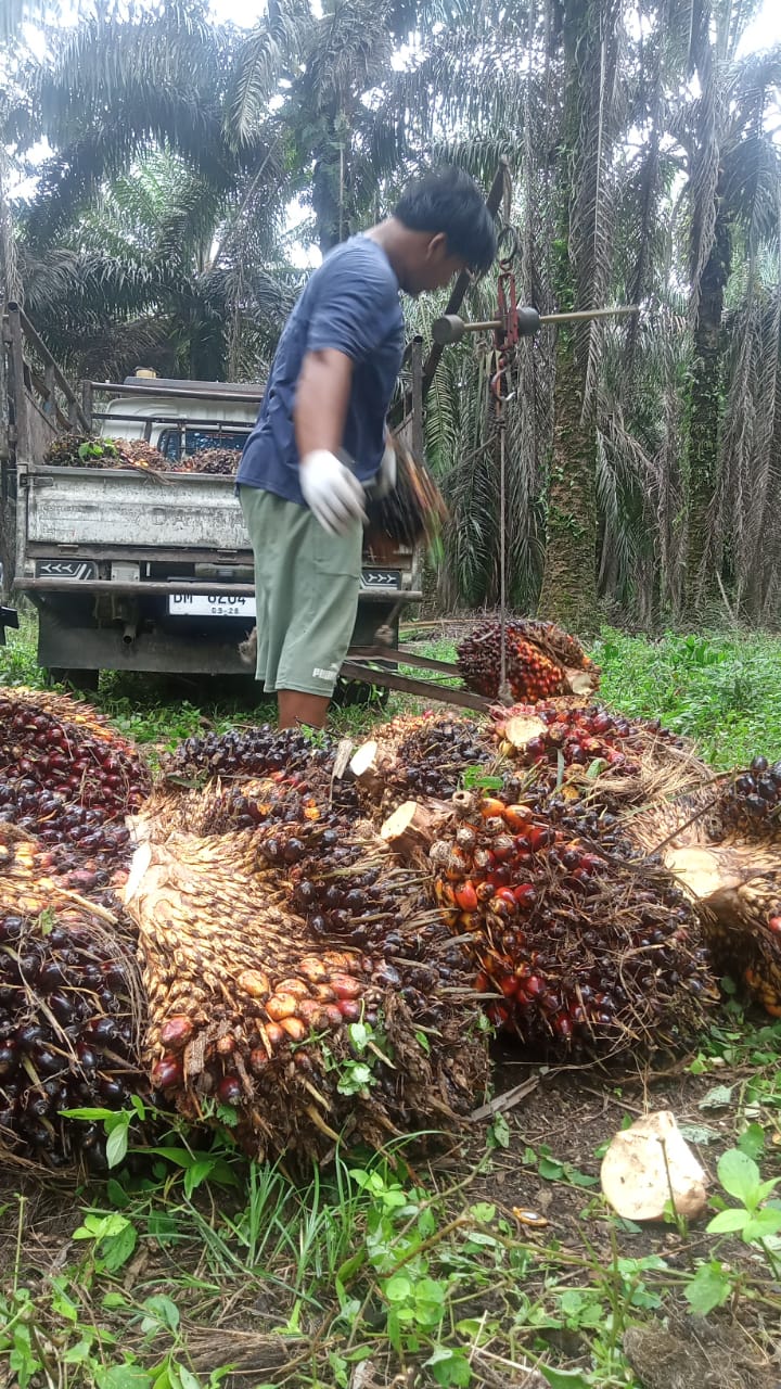 Harga Kelapa Sawit Mitra Swadaya di Riau Turun Tipis Jadi Rp3.332 per Kg