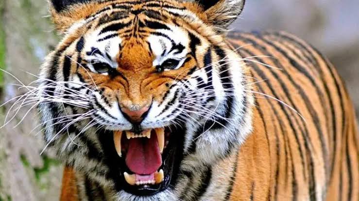 Diterkam Harimau Saat Buang Air, Pekerja di Pelalawan Tewas Mengenaskan