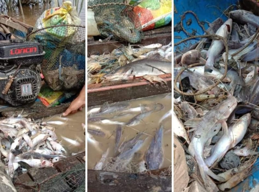 Banyak Ikan Mati di Sungai Siak, Diduga Keracunan Limba Perusahaan