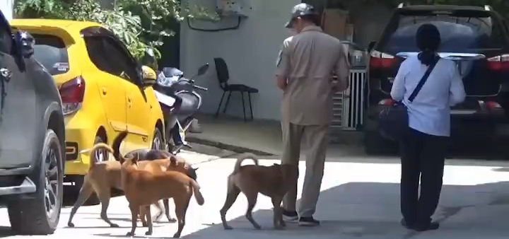 Dilepas Pemilik, 4 Ekor Anjing Serang Dua Warga di Kecamatan Sukajadi