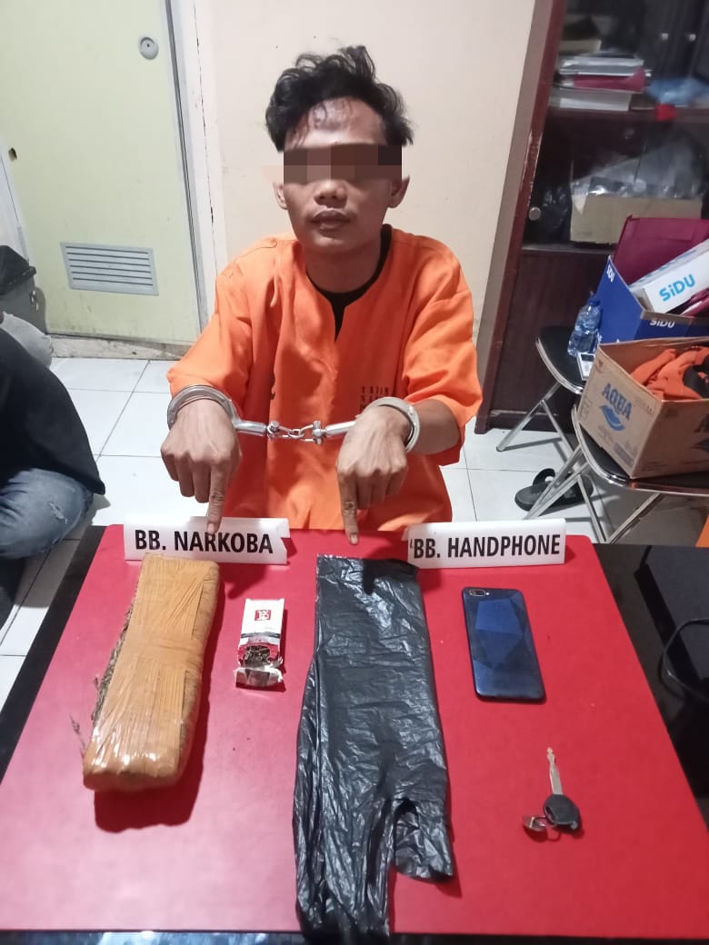 Ratusan Gram Ganja Kering Disita, Pria Pelaku Narkoba Dibekuk Polres Kampar