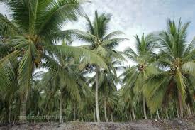 Riau Fokus Hilirisasi dan Replanting Kelapa, Target 43.800 Hektare